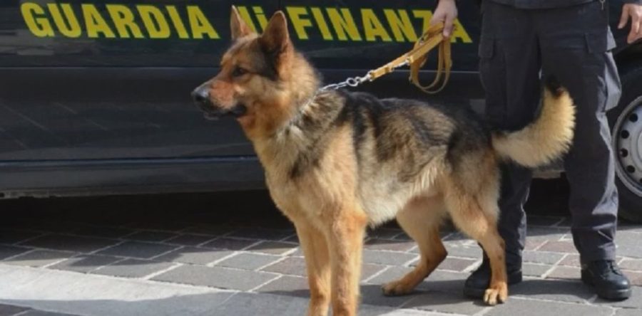 Controlli antidroga delle fiamme gialle