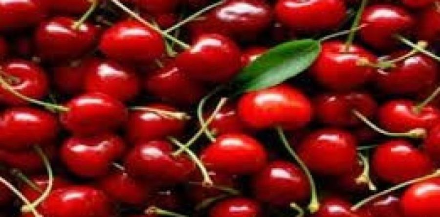 Marchio Igp per la ciliegia di Lari