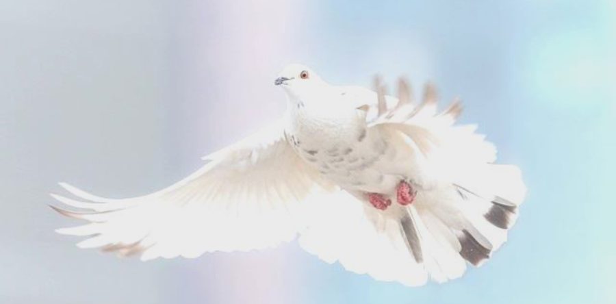 Volo perfetto della “colombina” a Firenze