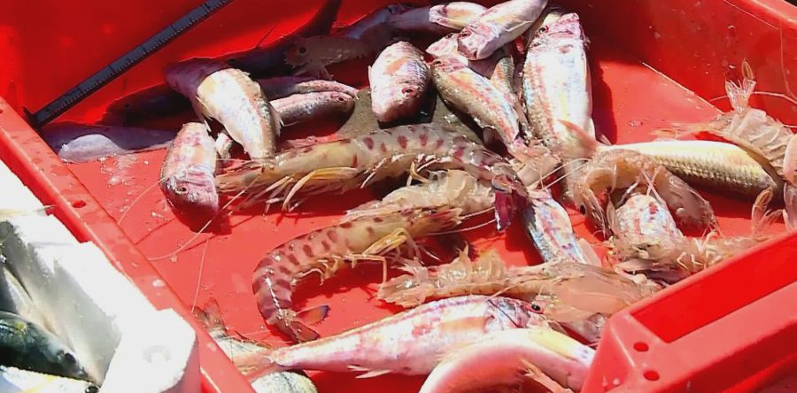 Guardia Costiera: scoperta vendita abusiva di pesce