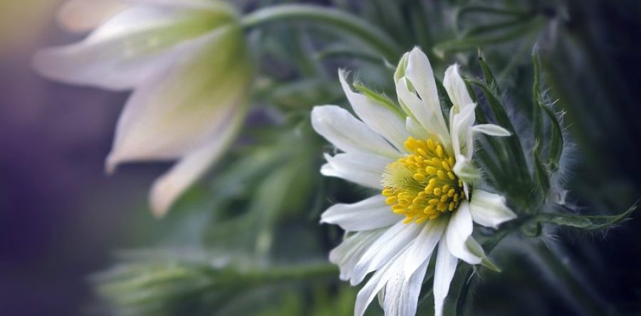 La primavera si affaccia anche sulla Toscana
