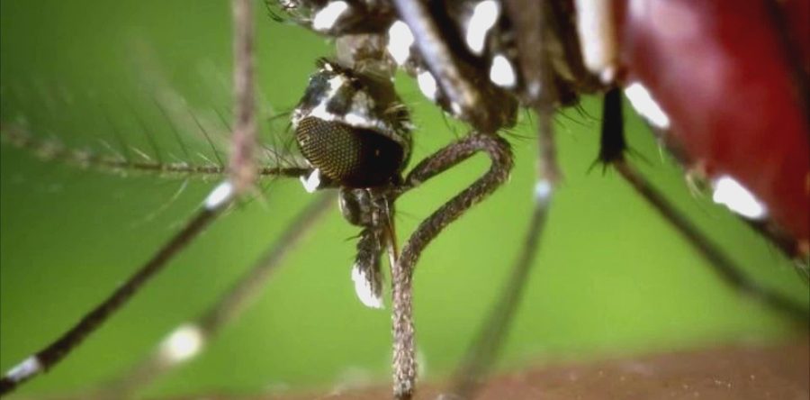 Dengue, 69 casi in Toscana nel 2026